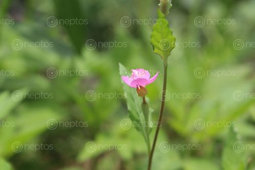 Find  the Image focused,small,pretty,flower,blur,background  and other Royalty Free Stock Images of Nepal in the Neptos collection.