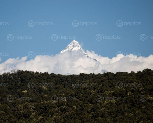 Find  the Image machhapuchchhre/fishtail,mountain,pokhara  and other Royalty Free Stock Images of Nepal in the Neptos collection.
