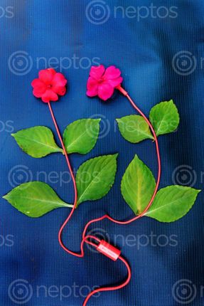 Find  the Image earphone,creative,picture,natural,photography#,stock,image#,nepal,photography,sita,maya,shrestha  and other Royalty Free Stock Images of Nepal in the Neptos collection.