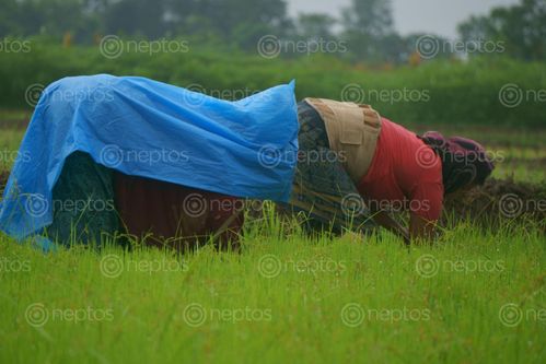 Find  the Image nepalese,farmer,working,farmland,monsoon  and other Royalty Free Stock Images of Nepal in the Neptos collection.