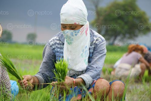 Find  the Image nepali,girl,working,farmland,covering,face,scarf,due,covid19,fear  and other Royalty Free Stock Images of Nepal in the Neptos collection.
