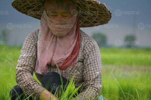 Find  the Image nepali,woman,working,farmland,chitwan,nepal  and other Royalty Free Stock Images of Nepal in the Neptos collection.