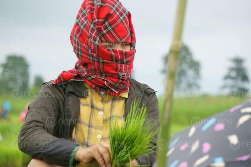 Find  the Image gurung,girl,covering,face,scarf,due,covid-19,fear,working,farmland,chitwan,nepal  and other Royalty Free Stock Images of Nepal in the Neptos collection.