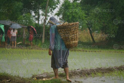 Find  the Image nepali,farmer,wearing,raincoat,carrying,basket,raining  and other Royalty Free Stock Images of Nepal in the Neptos collection.