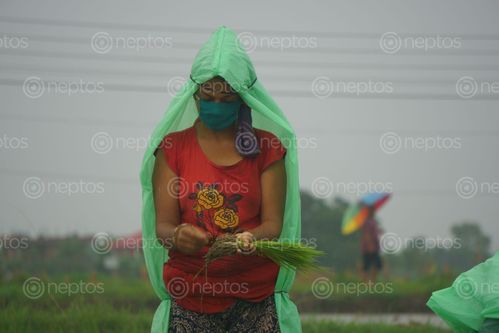 Find  the Image nepali,girl,wearing,clothes,mask,due,covid-19,fear,working,farmland,chitwan,nepal  and other Royalty Free Stock Images of Nepal in the Neptos collection.
