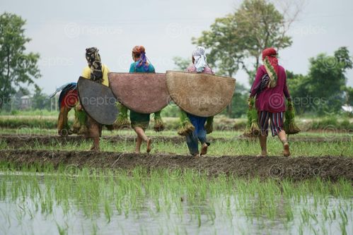 Find  the Image nepalese,women,walking,farmland,planting,corps  and other Royalty Free Stock Images of Nepal in the Neptos collection.