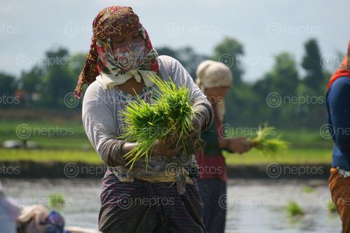 Find  the Image nepali,woman,working,farmland,covering,face,scarfs,due,covid-19,fear,chitwan,nepal  and other Royalty Free Stock Images of Nepal in the Neptos collection.