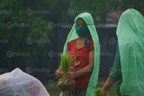 Find  the Image nepaligirl,working,farmland,covering,face,mask,due,covid-19,fear,chitwan,nepal  and other Royalty Free Stock Images of Nepal in the Neptos collection.
