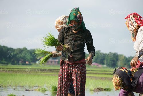 Find  the Image nepali,women,covering,faces,scarfs,due,covid-19,fear,planting,corps,chitwan,nepal  and other Royalty Free Stock Images of Nepal in the Neptos collection.