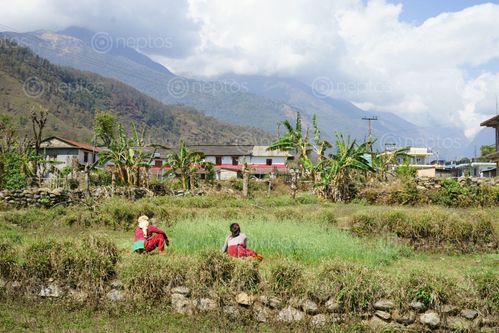 Find  the Image ghachok,village,pokhara,nepal  and other Royalty Free Stock Images of Nepal in the Neptos collection.