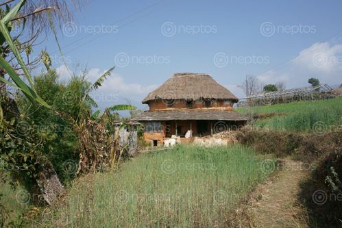 Find  the Image traditional,round,house,astam,village,pokhara,nepal  and other Royalty Free Stock Images of Nepal in the Neptos collection.