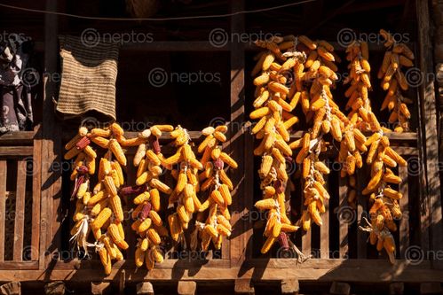 Find  the Image corns,drying,traditional,rukum,nepal  and other Royalty Free Stock Images of Nepal in the Neptos collection.