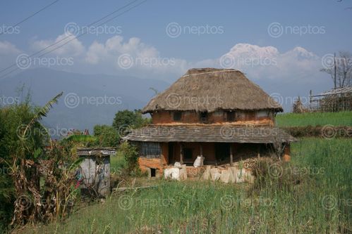 Find  the Image typical,round,house,dhampus,pokhara,nepal  and other Royalty Free Stock Images of Nepal in the Neptos collection.