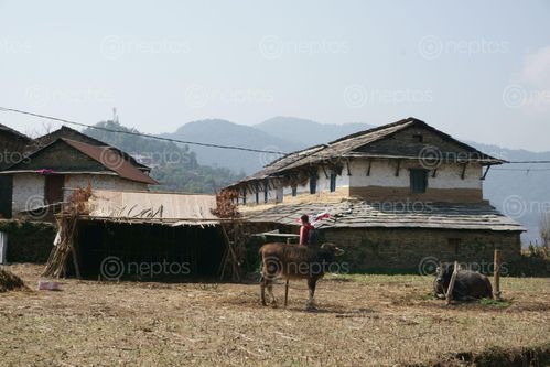 Find  the Image typical,gurung,architecture,dhampus,pokhara,nepal  and other Royalty Free Stock Images of Nepal in the Neptos collection.