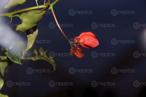 Find  the Image flower,stock,image,nepal_photographyby,sitamayashrestha  and other Royalty Free Stock Images of Nepal in the Neptos collection.