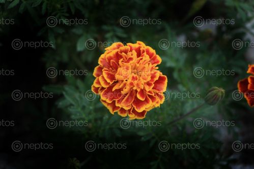 Find  the Image marigold,flower,stock,image,nepal_photographyby,sitamayashrestha  and other Royalty Free Stock Images of Nepal in the Neptos collection.