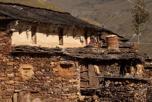 Find  the Image traditional,magar,house,rukum,nepal  and other Royalty Free Stock Images of Nepal in the Neptos collection.