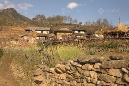 Find  the Image gurung,architecture,pashgaun,village,lamjung,nepal  and other Royalty Free Stock Images of Nepal in the Neptos collection.