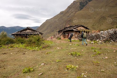 Find  the Image hiker,hiking,rukum,nepal  and other Royalty Free Stock Images of Nepal in the Neptos collection.