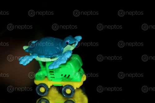 Find  the Image tortoise,toy#,car,#stock,image#,nepal,photography,sita,maya,shrestha  and other Royalty Free Stock Images of Nepal in the Neptos collection.