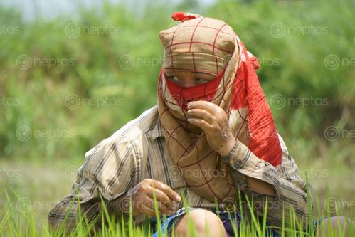 Find  the Image nepalese,woman,working,farmland,chitwan,nepal  and other Royalty Free Stock Images of Nepal in the Neptos collection.