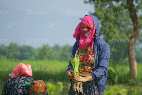 Find  the Image nepali,women,working,farmland,chitwan,nepal  and other Royalty Free Stock Images of Nepal in the Neptos collection.