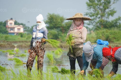 Find  the Image nepalese,women,working,farmland,chitwan,nepal  and other Royalty Free Stock Images of Nepal in the Neptos collection.
