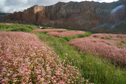 Find  the Image buckwheat,farmland,dhakmar,village,upper,mustang,nepal  and other Royalty Free Stock Images of Nepal in the Neptos collection.