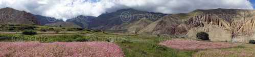 Find  the Image farmland,dhakmar,village,upper,mustang,nepal  and other Royalty Free Stock Images of Nepal in the Neptos collection.