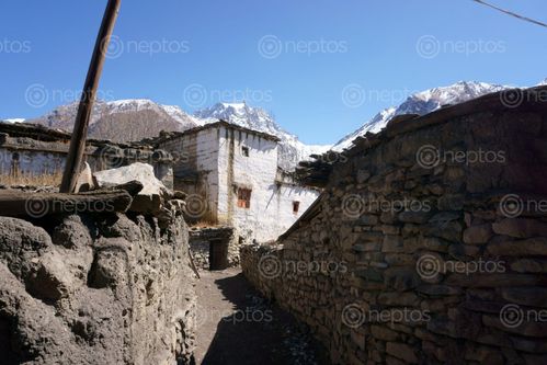 Find  the Image street,purang,villagemustang,nepal  and other Royalty Free Stock Images of Nepal in the Neptos collection.