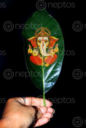 Find  the Image green,leaf,ganesh,god#,creative,photography,#stock,image#,nepal,sita,maya,shrestha  and other Royalty Free Stock Images of Nepal in the Neptos collection.
