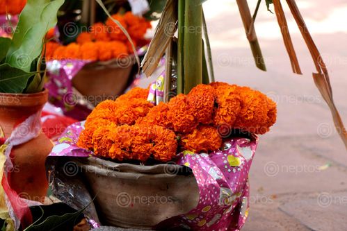 Find  the Image koteshwor,mahadevsthan,temple#,marriage,#stock,image,nepal,photography#,sita,maya,shrestha  and other Royalty Free Stock Images of Nepal in the Neptos collection.