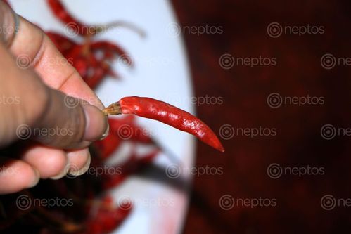 Find  the Image dry,red,chilli,image,stock,image#,nepal,photography,sita,maya,shrestha  and other Royalty Free Stock Images of Nepal in the Neptos collection.