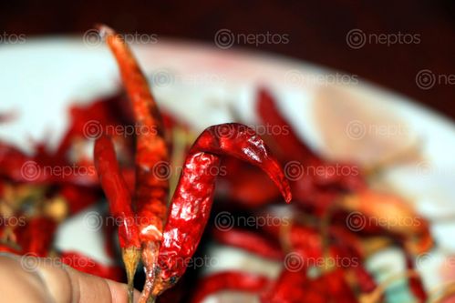 Find  the Image dry,red,chilli,image,stock,image#,nepal,photography,sita,maya,shrestha  and other Royalty Free Stock Images of Nepal in the Neptos collection.