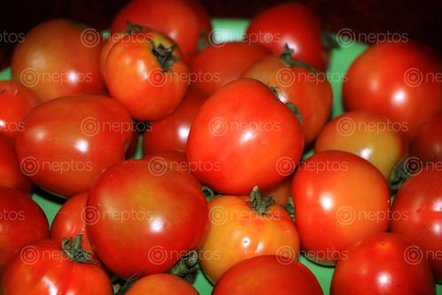 Find  the Image tomato,image,vegetable,stock,nepal,_photography,sita,maya,shrestha  and other Royalty Free Stock Images of Nepal in the Neptos collection.