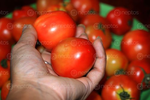 Find  the Image tomato,image,vegetable,stock,nepal,_photography,sita,maya,shrestha  and other Royalty Free Stock Images of Nepal in the Neptos collection.