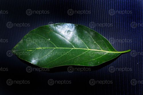 Find  the Image nature,green,leaf,photography,stock,image,nepal,sita,maya,shrestha  and other Royalty Free Stock Images of Nepal in the Neptos collection.
