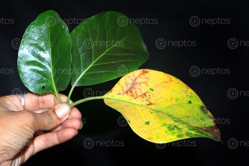 Find  the Image nature,yellow&,green,leaf,holding,hand,photography,stock,image,nepal,sita,maya,shrestha  and other Royalty Free Stock Images of Nepal in the Neptos collection.