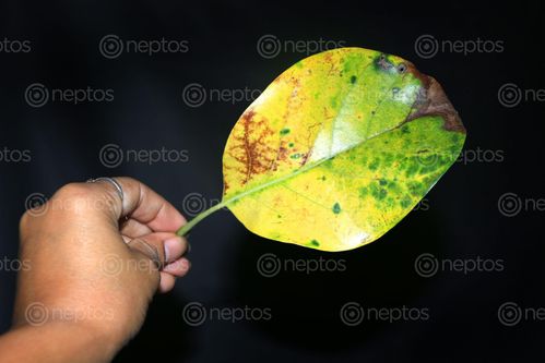 Find  the Image nature,yellow,leaf,holding,hand,photography,stock,image,nepal,sita,maya,shrestha  and other Royalty Free Stock Images of Nepal in the Neptos collection.