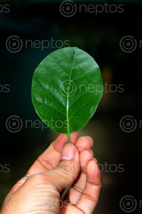 Find  the Image nature,leaf,holding,hand,photography,stock,image,nepal,sita,maya,shrestha  and other Royalty Free Stock Images of Nepal in the Neptos collection.