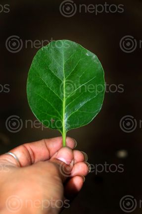 Find  the Image nature,leaf,holding,hand,photography,stock,image,nepal,sita,maya,shrestha  and other Royalty Free Stock Images of Nepal in the Neptos collection.