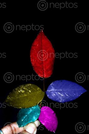 Find  the Image colorful,rose,leaf,creative,photography,stock,image,#nepal,sita,maya,shrestha  and other Royalty Free Stock Images of Nepal in the Neptos collection.