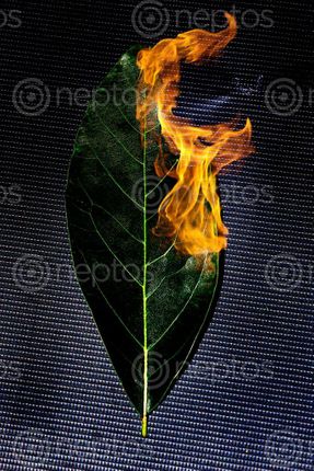 Find  the Image burning,green,leaf,stock,image,nepal,photographyby,sita,maya,shrestha  and other Royalty Free Stock Images of Nepal in the Neptos collection.