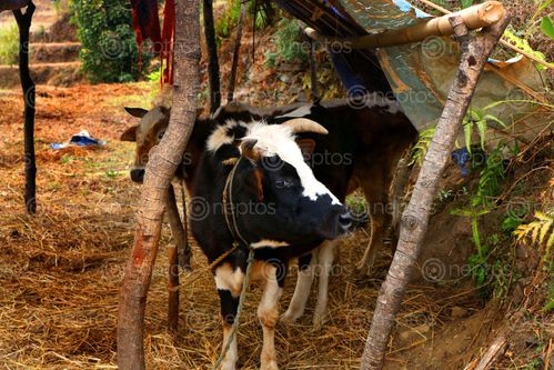 Find  the Image cow,#sindhupalchok,village,nature,photography,stock,nepal,sita,maya,shrestha  and other Royalty Free Stock Images of Nepal in the Neptos collection.