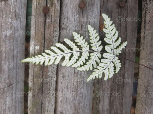 Find  the Image backside,fern,plant,table,made,bamboo,ferns,kids,imprints,shape,skin,temporarily  and other Royalty Free Stock Images of Nepal in the Neptos collection.