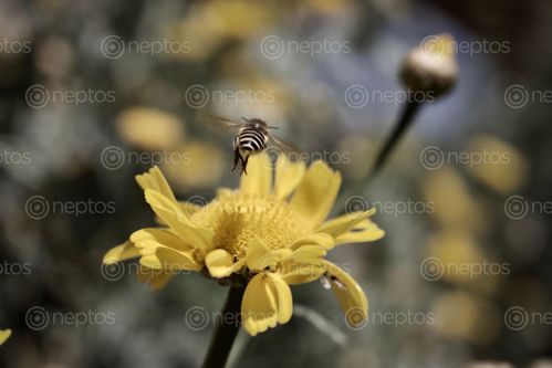 Find  the Image beautiful,yellow,flower,honey,bee  and other Royalty Free Stock Images of Nepal in the Neptos collection.