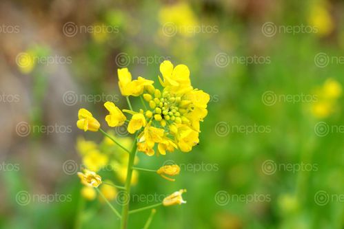Find  the Image mustard,flower,stock,image,nepal,photography,sita,maya,shrestha  and other Royalty Free Stock Images of Nepal in the Neptos collection.