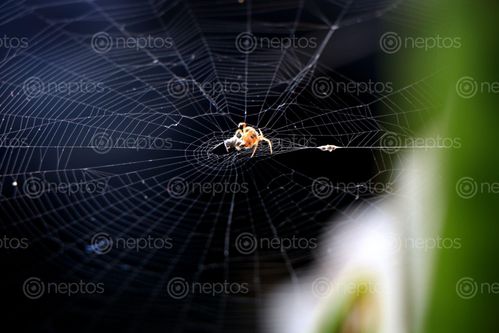 Find  the Image spider,home,images#,stock,image#,nepal,_photography,sita,maya,shrestha  and other Royalty Free Stock Images of Nepal in the Neptos collection.