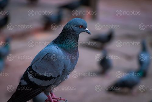 Find  the Image closeup,pigeon,patan,durbar,square,nepal  and other Royalty Free Stock Images of Nepal in the Neptos collection.