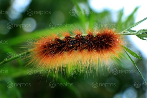 Find  the Image big,caterpillar,images#,stock,image#,nepal,_photography,sita,maya,shrestha  and other Royalty Free Stock Images of Nepal in the Neptos collection.